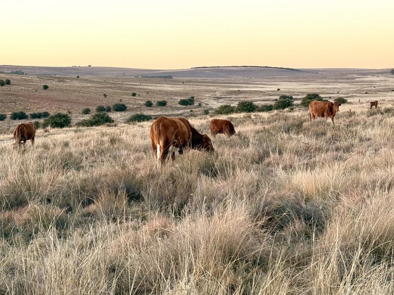 0 Bedroom Property for Sale in Warden Free State